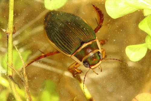Réf. 253 870 : Dytiscus marginalis
