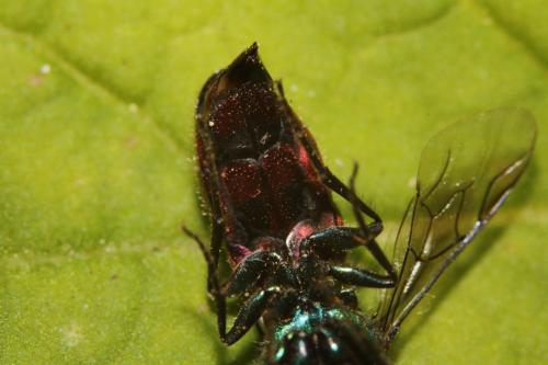 Réf. 253 375 : Chrysura trimaculata