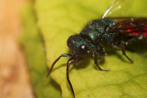 Chrysura trimaculata