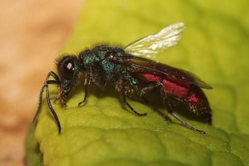 Chrysura trimaculata