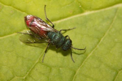 Chrysura trimaculata