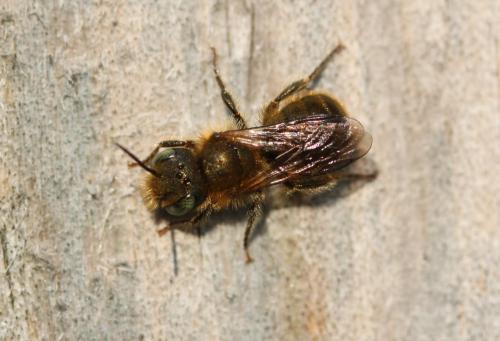 Réf. 253 653 : Osmia sp.