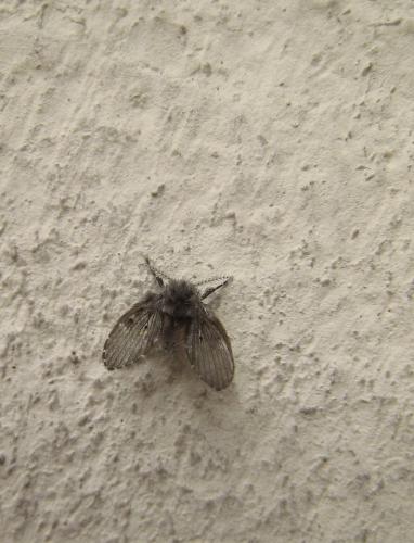 Clogmia albipunctata
