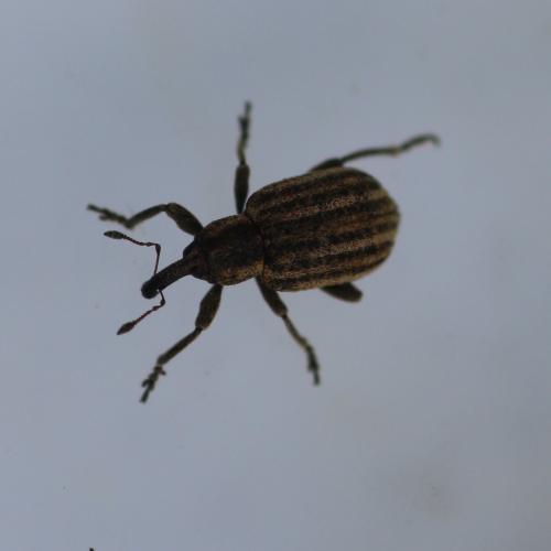 Hypera conmaculata