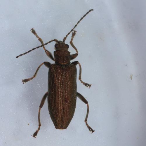 Réf. 253 702 : Donacia simplex