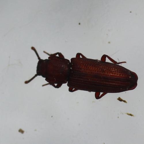 Réf. 253 833 : Pycnomerus terebrans