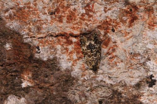 Réf. 253 163 : Aethes margarotana