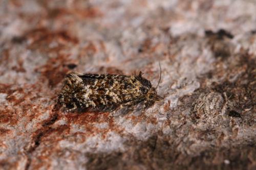 Aethes margarotana