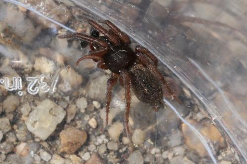 Réf. 253 283 : Haplodrassus sp.
