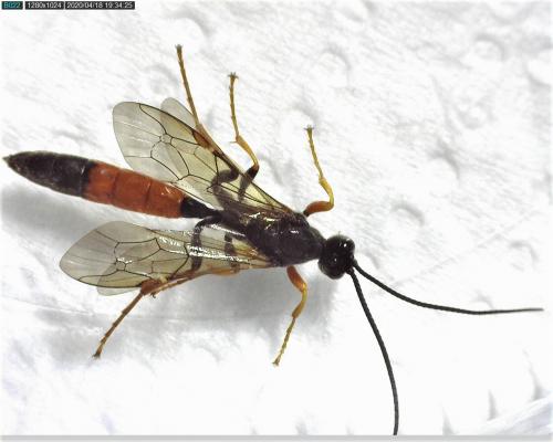 Alomya debellator