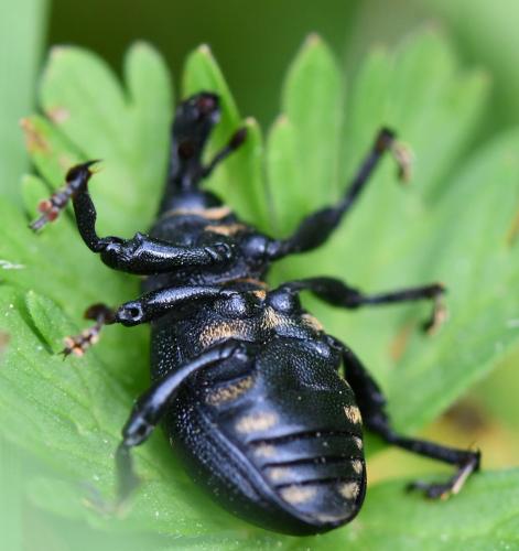 Liparus coronatus