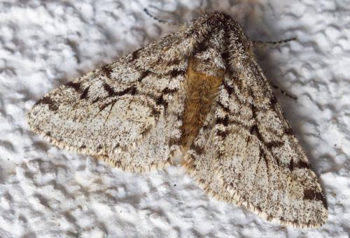 Réf. 253 648 : Lycia hirtaria