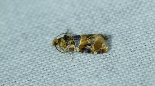 Lobesia reliquana