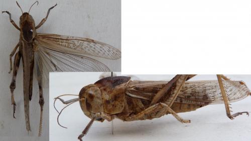 Réf. 253 094 : Locusta migratoria