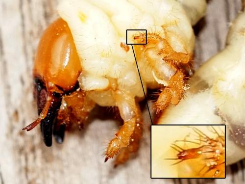 Lucanus cervus