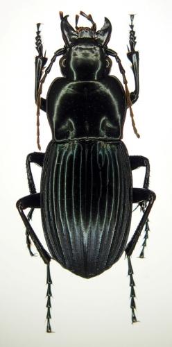 Réf. 253 365 : Eucamptognathus foveatus