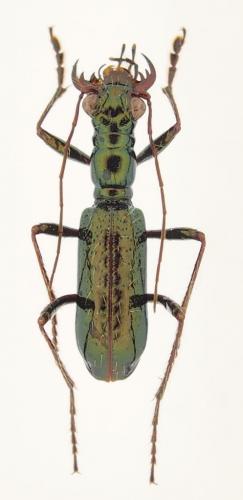 Réf. 253 752 : Ctenostoma metallicum