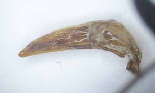 Réf. 253 753 : Ctenostoma metallicum