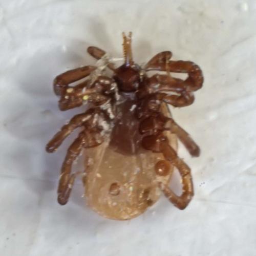 Ixodes ricinus