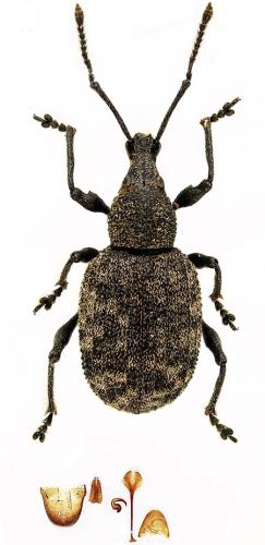 Otiorhynchus subquadratus