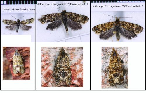 Réf. 253 416 : Aethes sp.