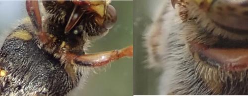 Nomada sp.