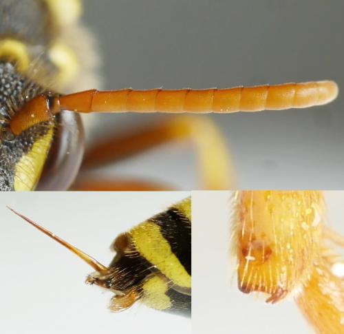 Nomada goodeniana