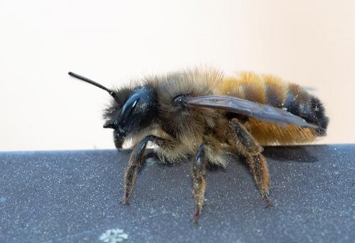 Réf. 253 667 : Osmia bicornis