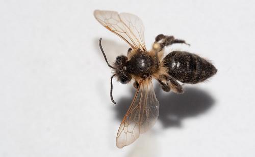Andrena (scotica-trimmerana)