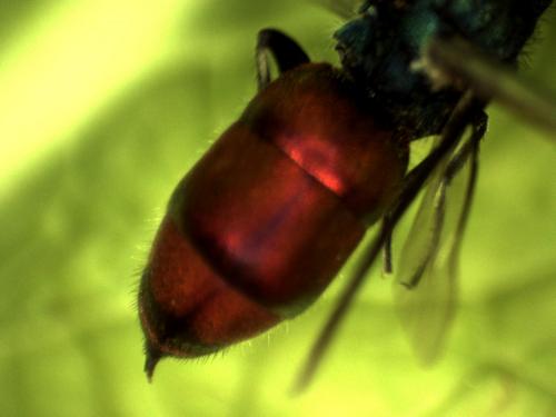 Réf. 253 531 : Chrysura trimaculata