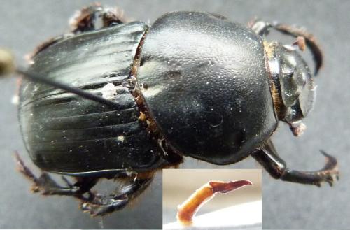 Réf. 253 915 : Onitis subopacus