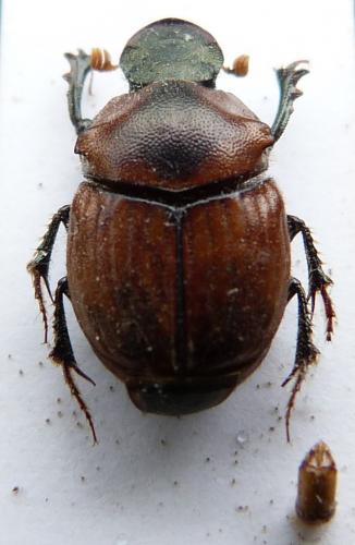 Réf. 253 912 : Onthophagus sp.