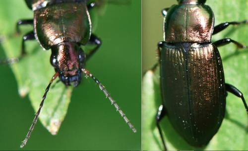 Réf. 253 049 : Poecilus cupreus