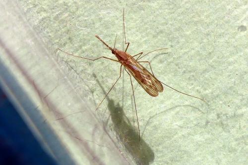 Anopheles sp.