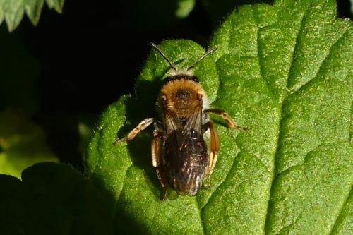 Andrena haemorrhoa