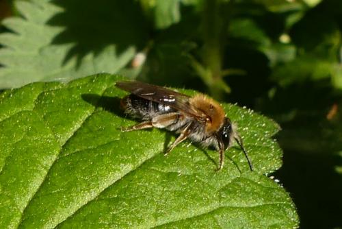Andrena haemorrhoa