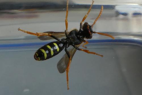 Nomada (goodeniana-succincta)