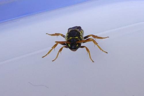 Nomada (goodeniana-succincta)