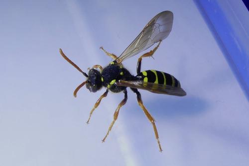 Nomada (goodeniana-succincta)