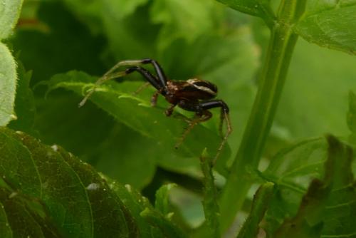 Réf. 253 811 : Xysticus ulmi