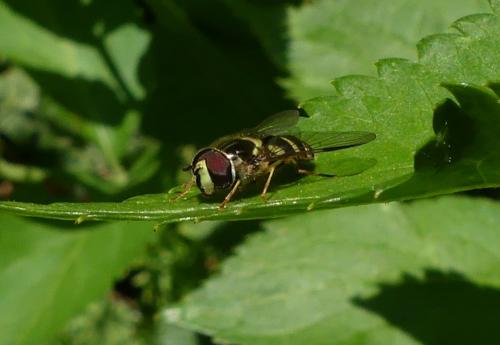 Réf. 253 984 : Dasysyrphus albostriatus