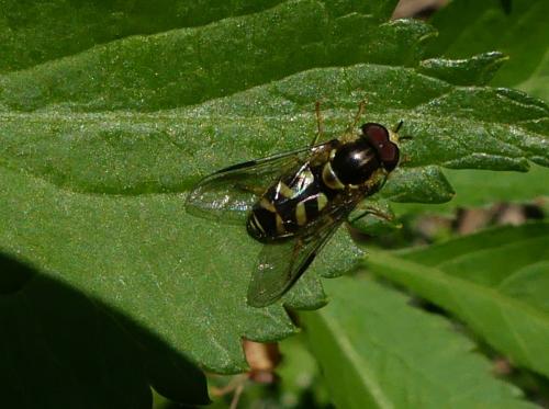 Réf. 253 985 : Dasysyrphus albostriatus