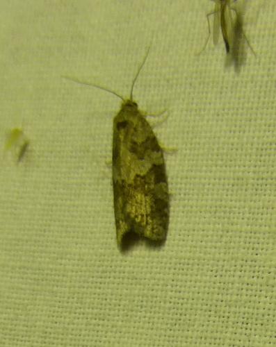 Cnephasia sp.