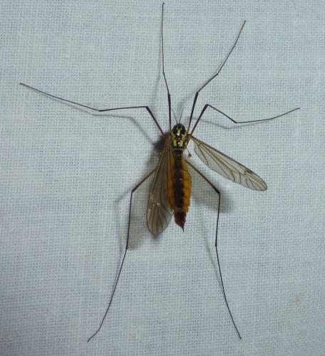 Réf. 253 411 : Nephrotoma appendiculata