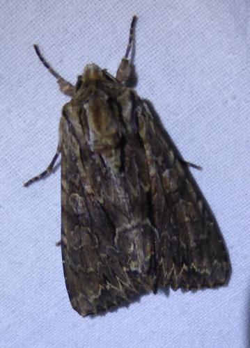 Réf. 253 564 : Apamea monoglypha