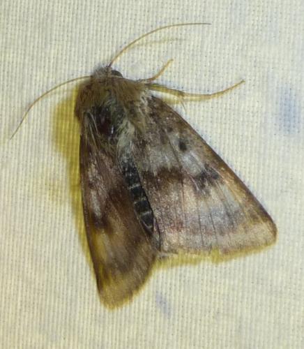 Réf. 253 410 : Heliothis viriplaca