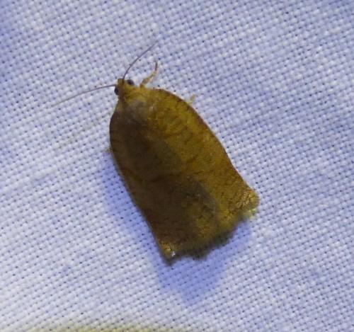 Réf. 253 413 : Archips rosana