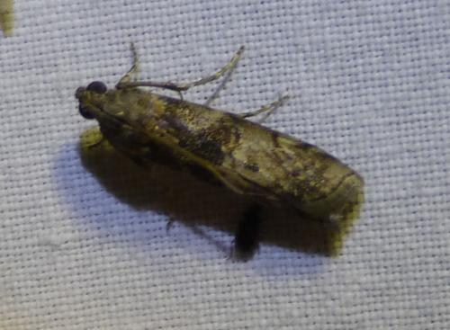Réf. 253 419 : Phycita roborella