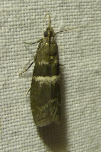 Elegia sp.