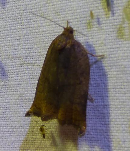 Réf. 253 646 : Archips sp.